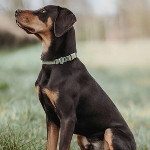 Hunter Inari Vario Basic Alu-Strong Dog Collar - Pastel Green Medium