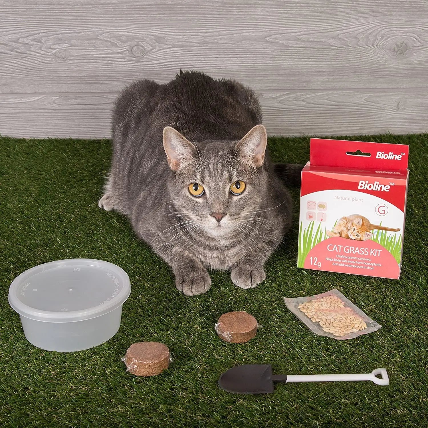 Bioline Catgrass Kit 12g[Weight - 12g, Dimension - 5.4 x 13.4 x 12.2cm]