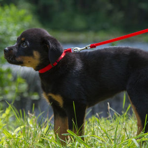Basic Solids Padded Handle Dog Leash 4ft - 1/2" wide - black