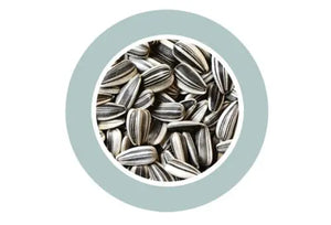 Padovan Sunseeds[Weight - 500g, Size - M]