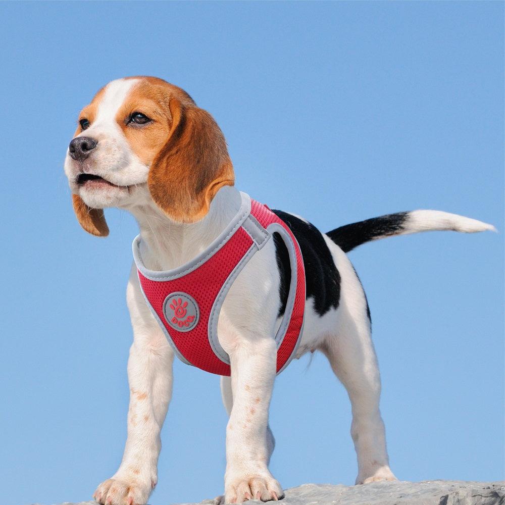 DOCO® Athletica QUICK FIT Reflective Harness Medium-41-44cm / 4.5-7kg-Turquoise