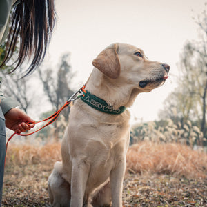 DOCO® VERTEX Reflective Ultralight Mesh Collar For Dogs-2.0 x 45-55cm-Rain Forest