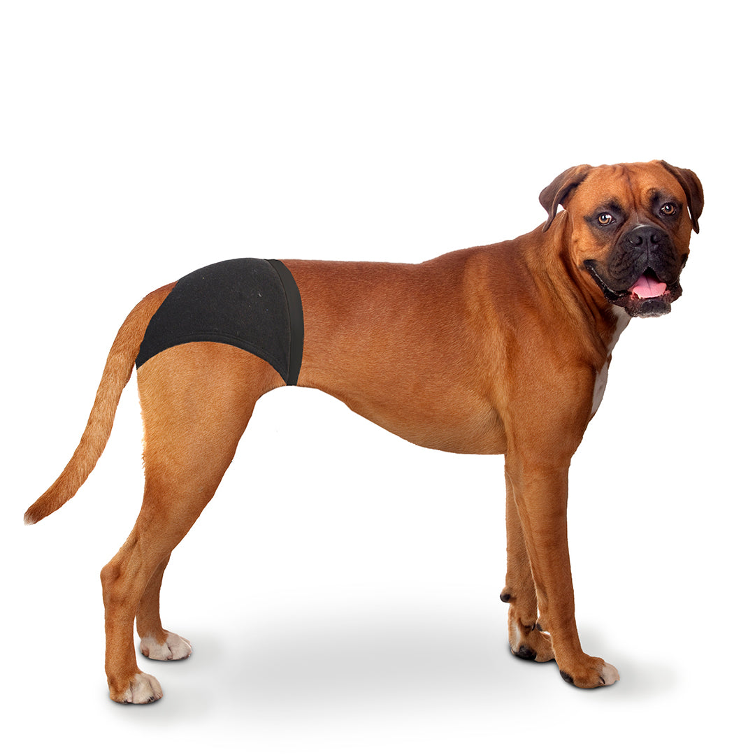 Duvo+ Dog Pants 24-31cm / 32 - 39cm  / 40 - 49cm[Length - 32 - 39cm]
