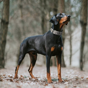 Fida Heavy Duty Dog Collar - X-Large - grey