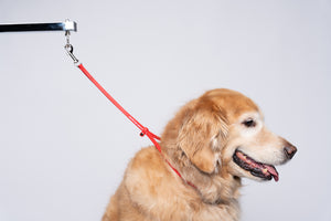 Jelly Pet Grooming Loop Heavy Duty 1/2" x24"[Color - Teal]