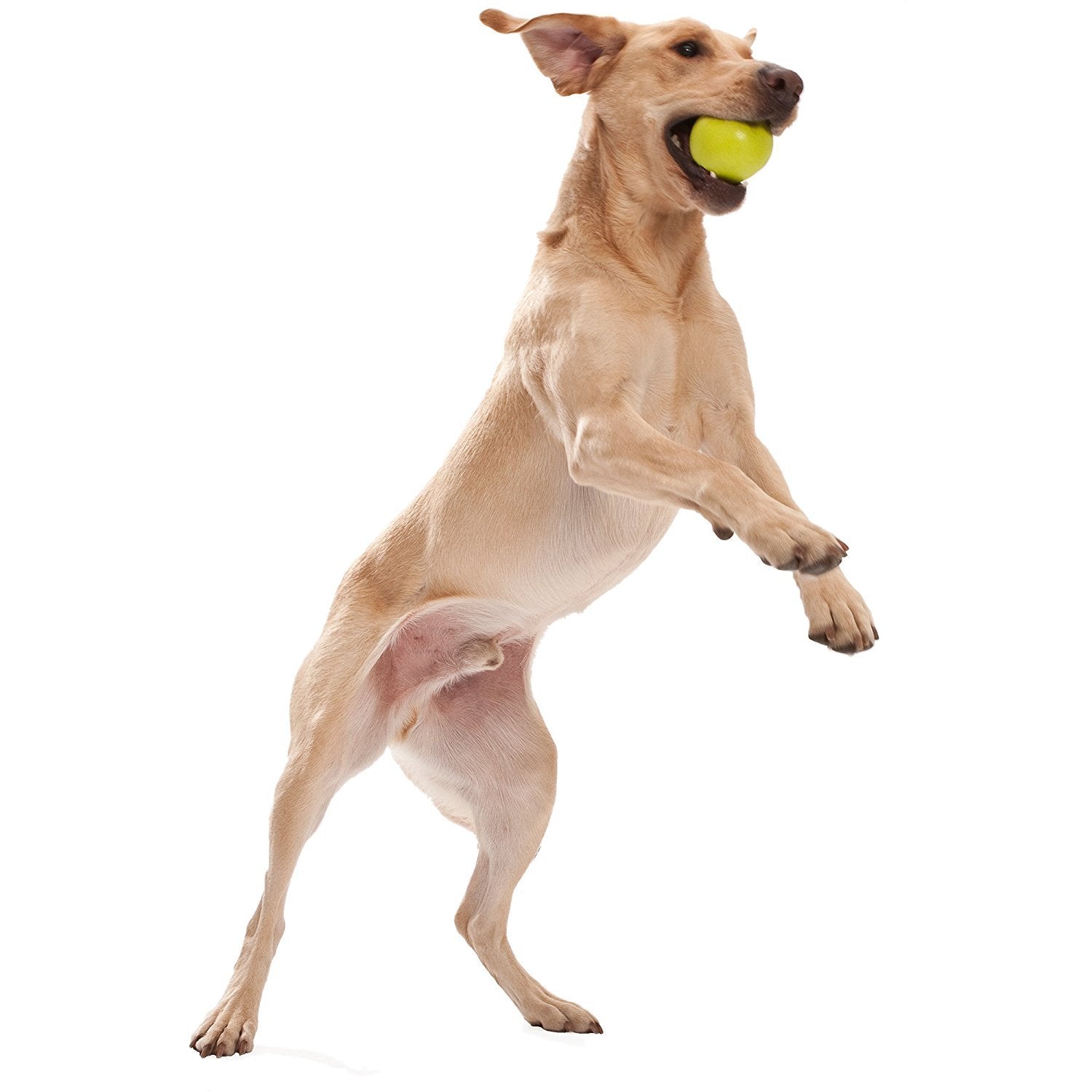 Westpaw Design Jive Dog Ball - aqua - Large