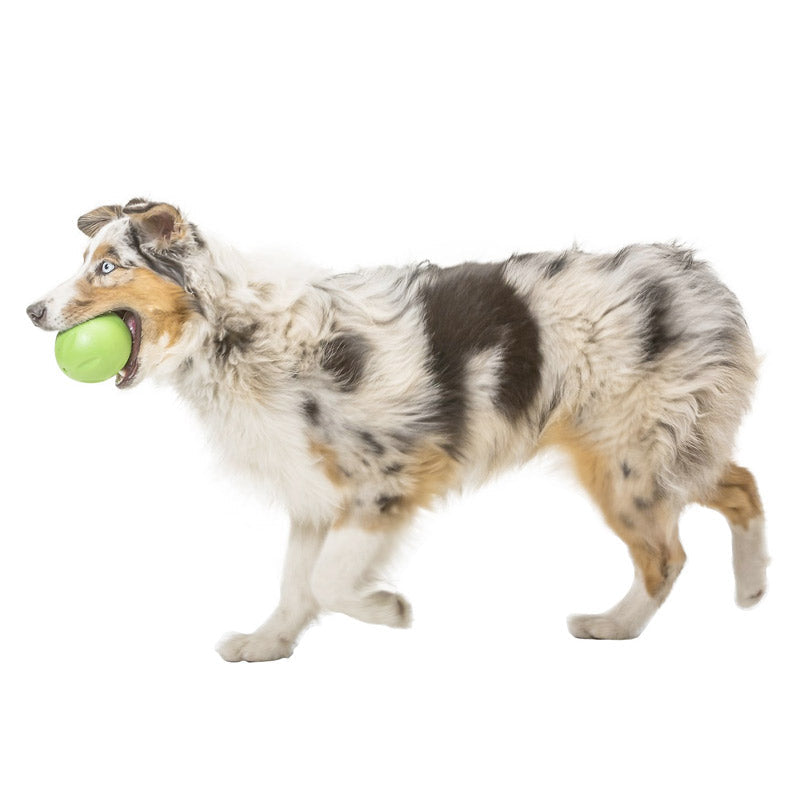 Rando Dog Toy - small - purple