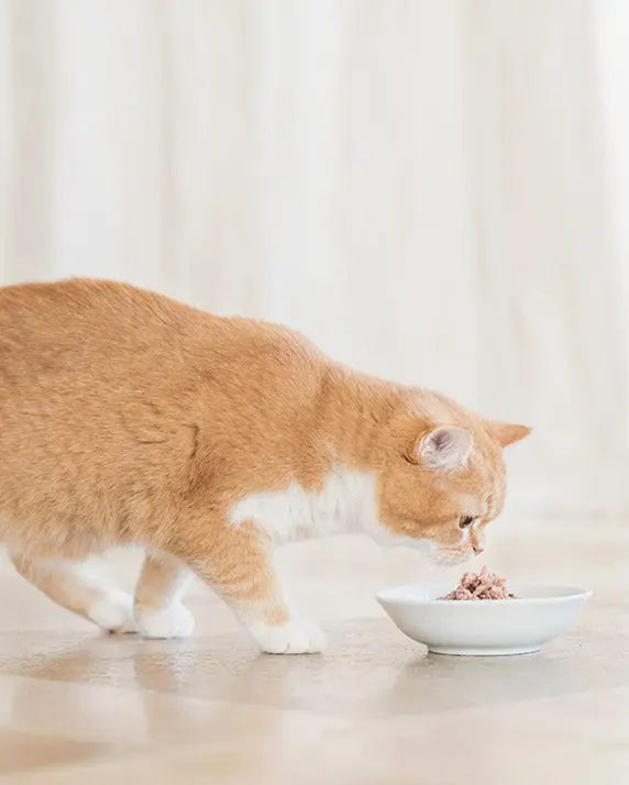 Schesir Cat Wet Food-Tuna With Mahi (Min Order 85g - 14pcs)[Weight - 85g]