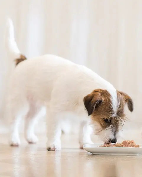 Schesir Dog Wet Food Can-Tuna with Peas-(Min Order 85g- 14pcs)[Weight - 85g]