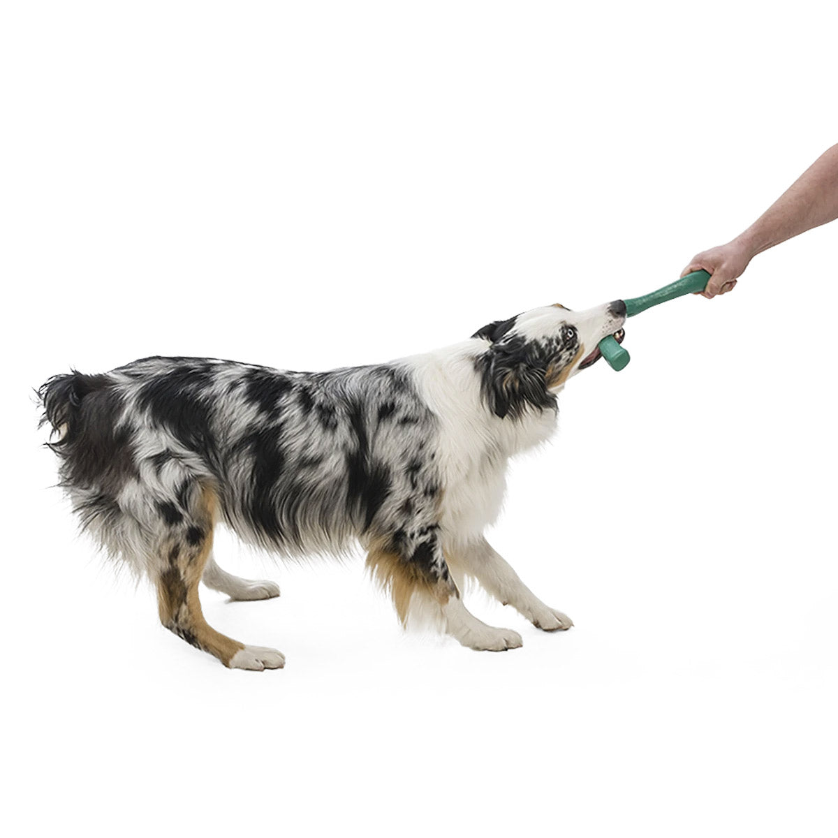 Snorkl Seaflex Dog Toy - large - surf