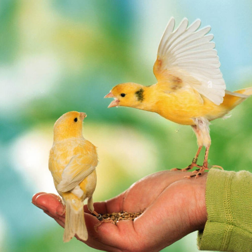Volo Seedy Canary Mix  900g