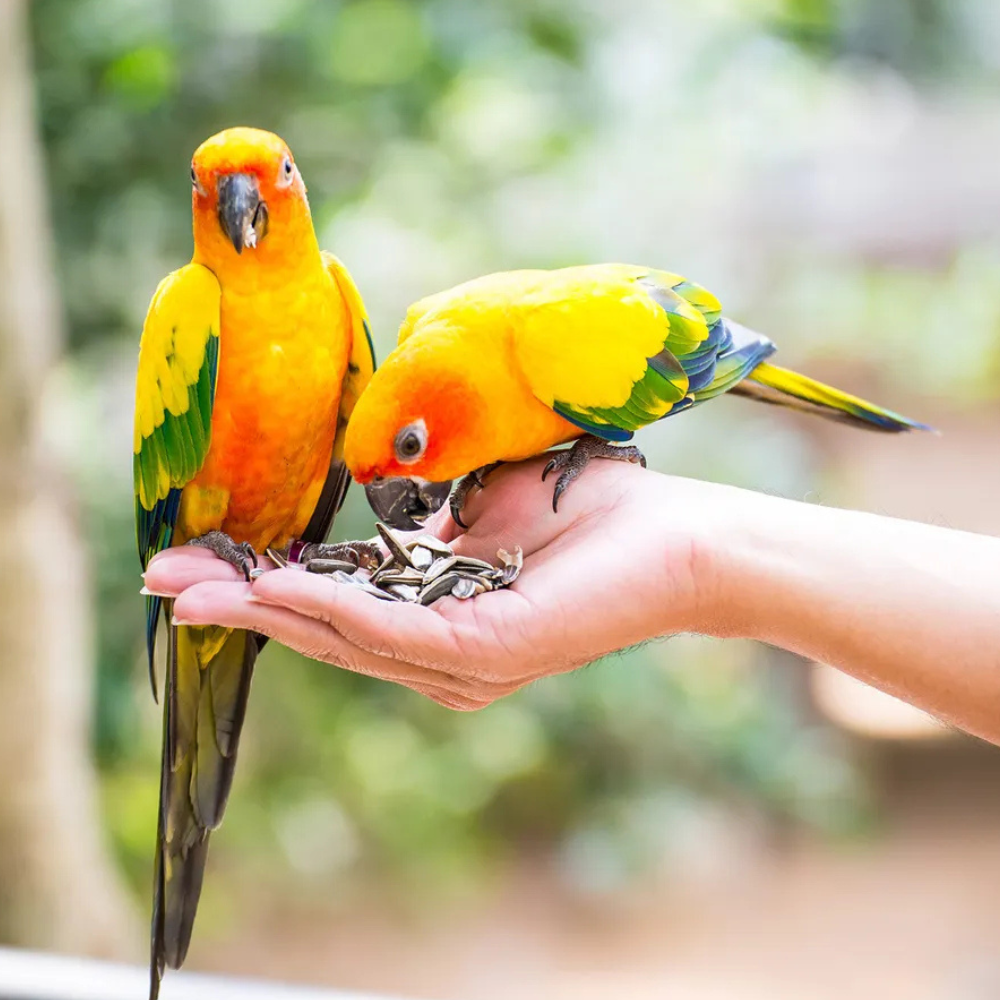 Volo Seedy Parakeet Mix  950g