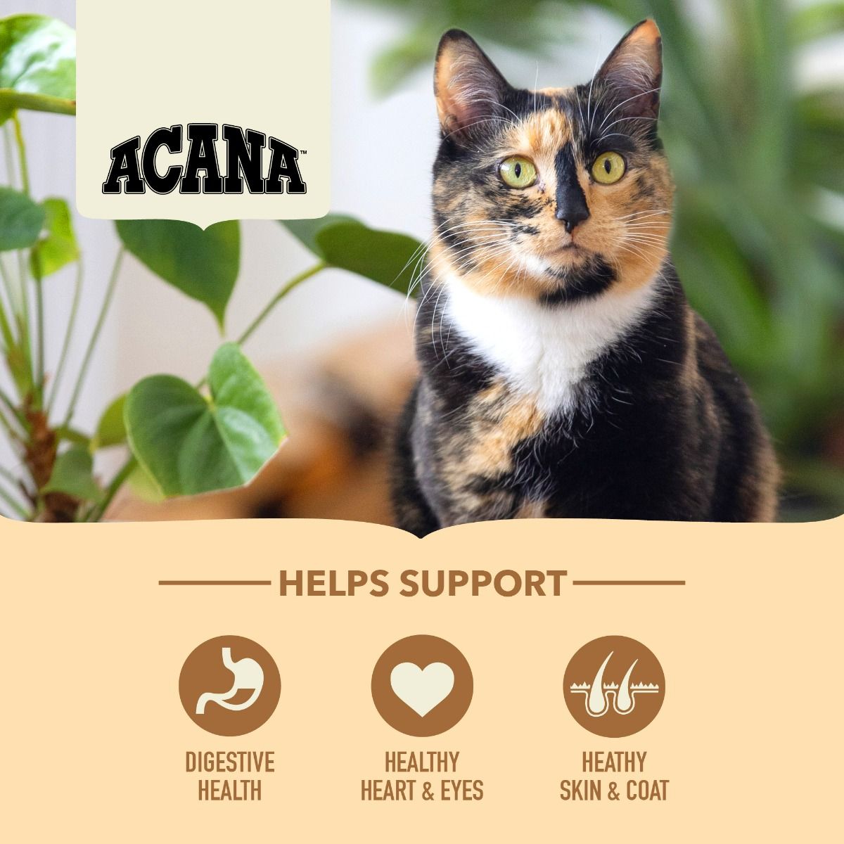 Acana Homestead Harvest Free - Run Chicken & Turkey Adult Dry Cat Food - 1.8kg - Shopivet.com