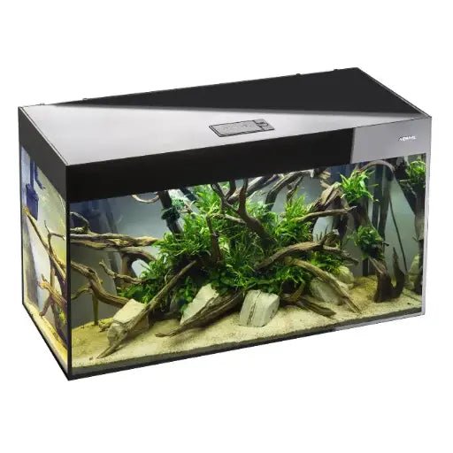Aquael Aquarium Glossy Day & Night black[Dimension - 80 x 35 x 54cm] - Shopivet.com