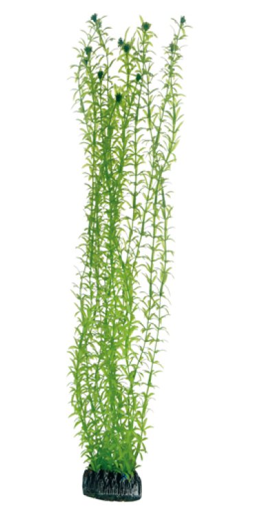 Artificial Plant - Lagarosiphon 60 cm - Shopivet.com