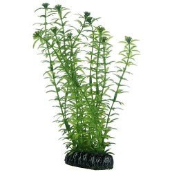 Artificial plant - Lagarosiphon - Shopivet.com