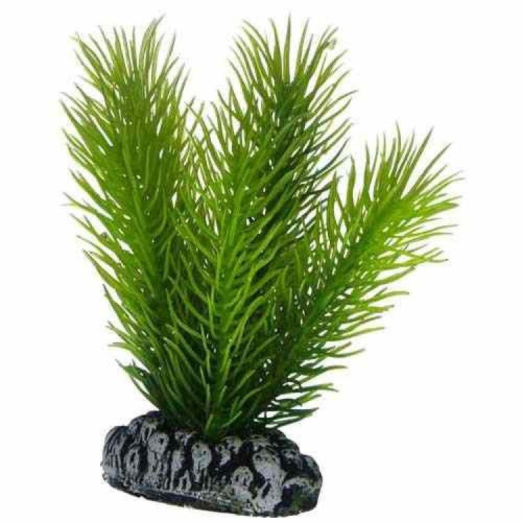 Artificial plant - Mayaca small - Shopivet.com