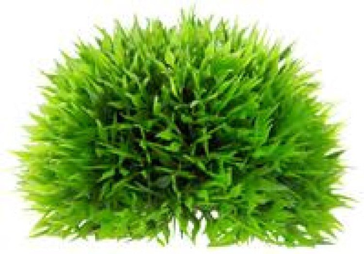 Artificial Plant - Plant Ball Medium - Shopivet.com