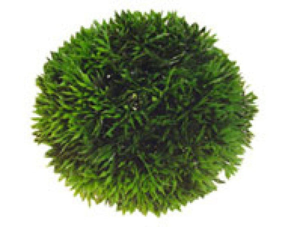 Artificial plant - Plant Ball Small - Shopivet.com