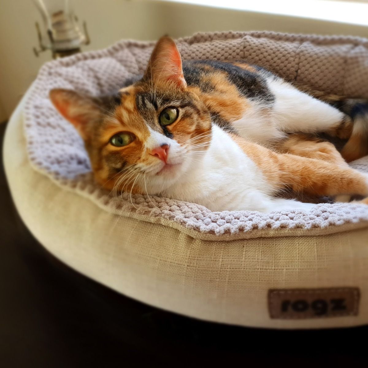 Rogz Athen Oval Cat Bed - Beige Medium