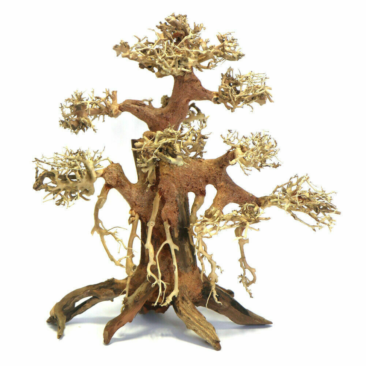 Banyan Bonsai Wood Small, 20x20x12 cm