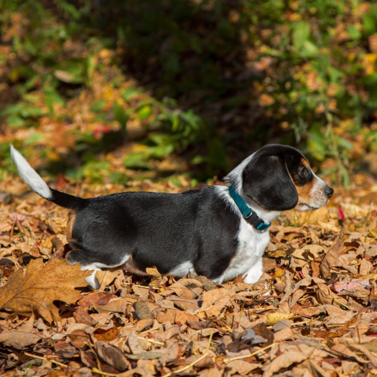 BASICS Adjustable Collar AQUA 1/2″ FOR SMALL DOGS - 10" - 16" - Shopivet.com