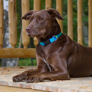 BASICS Adjustable Collar AQUA 3/4″ FOR MEDIUM DOGS - 13" - 22" - Shopivet.com