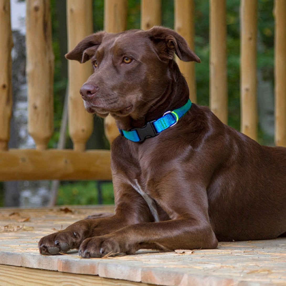 BASICS Adjustable Collar AQUA 3/4″ FOR MEDIUM DOGS - 9" - 14" - Shopivet.com