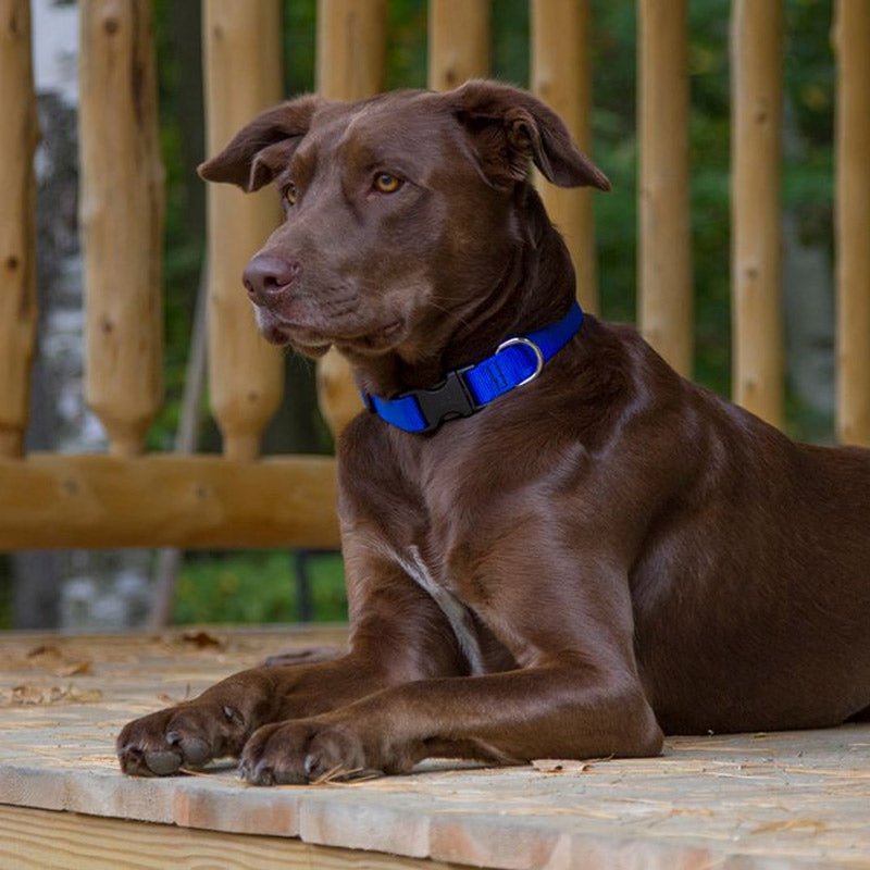 BASICS Adjustable Collar BLUE 1/2″ FOR SMALL DOGS - 6" - 9" - Shopivet.com