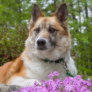 BASICS Adjustable Collar GREEN 1/2″ FOR SMALL DOGS - 8" - 12" - Shopivet.com