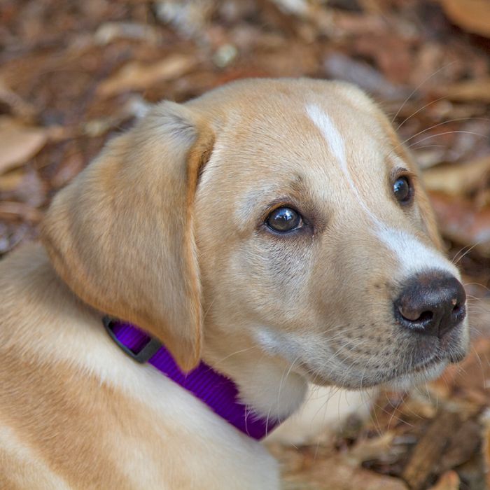 BASICS Adjustable Collar PURPLE 3/4″ FOR MEDIUM DOGS - 15" - 25" - Shopivet.com