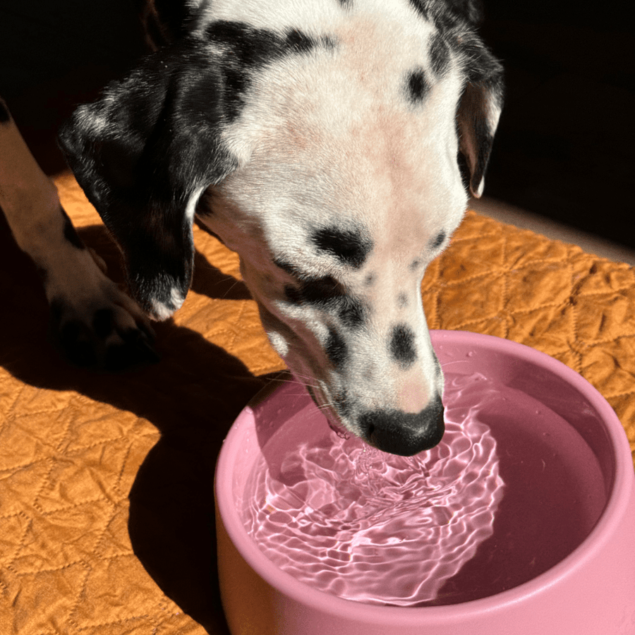Beco Steady Food & Water Dog Bowl - Green Small