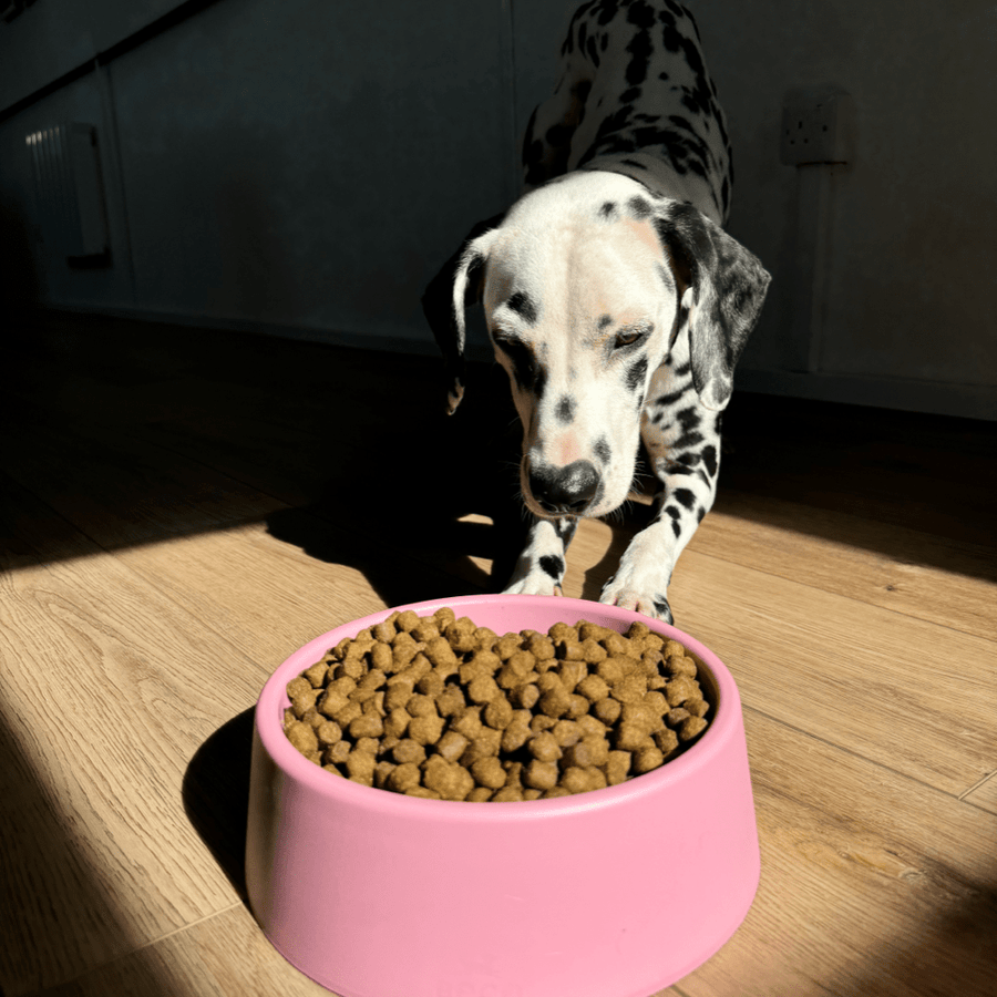 Beco Steady Food & Water Dog Bowl - Blue Large