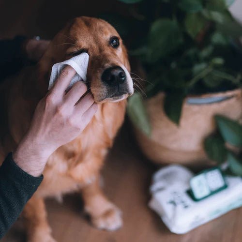 Beco Bamboo Coconut Scented Dog Wipes - Shopivet.com