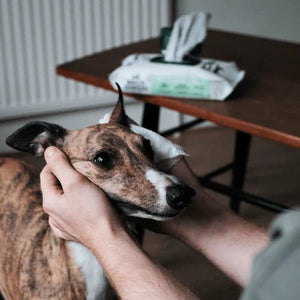 Beco Bamboo Unscented Dog Wipes - Shopivet.com