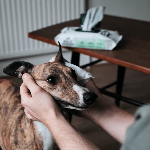 Beco Bamboo Unscented Dog Wipes - Shopivet.com