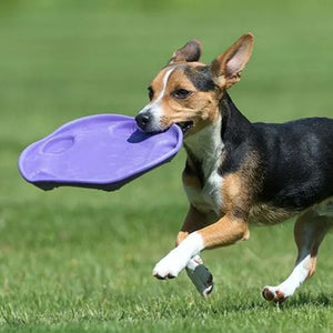 Beco Pets Rubber Flyer Dog Toy - PURPLE