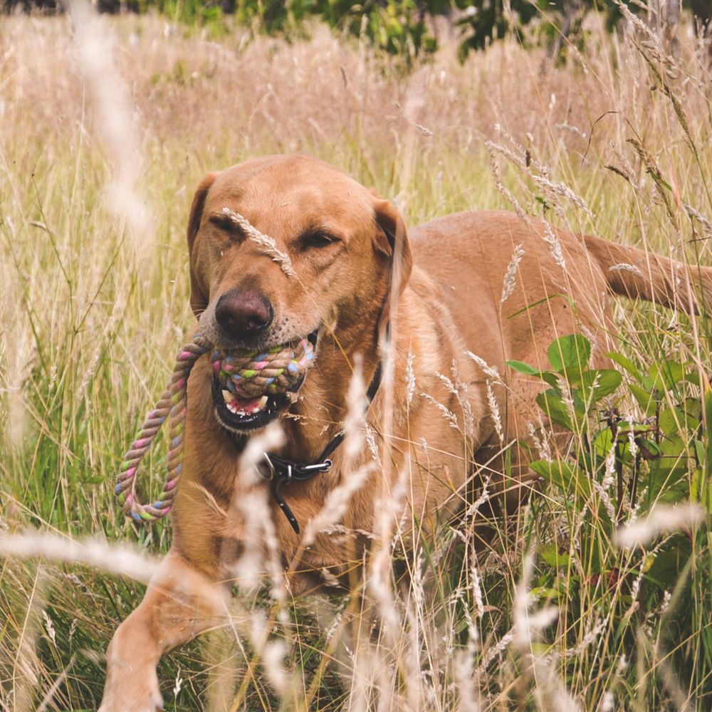 Beco Pets Hemp Rope Ball on Loop Dog Toy - LARGE - Shopivet.com