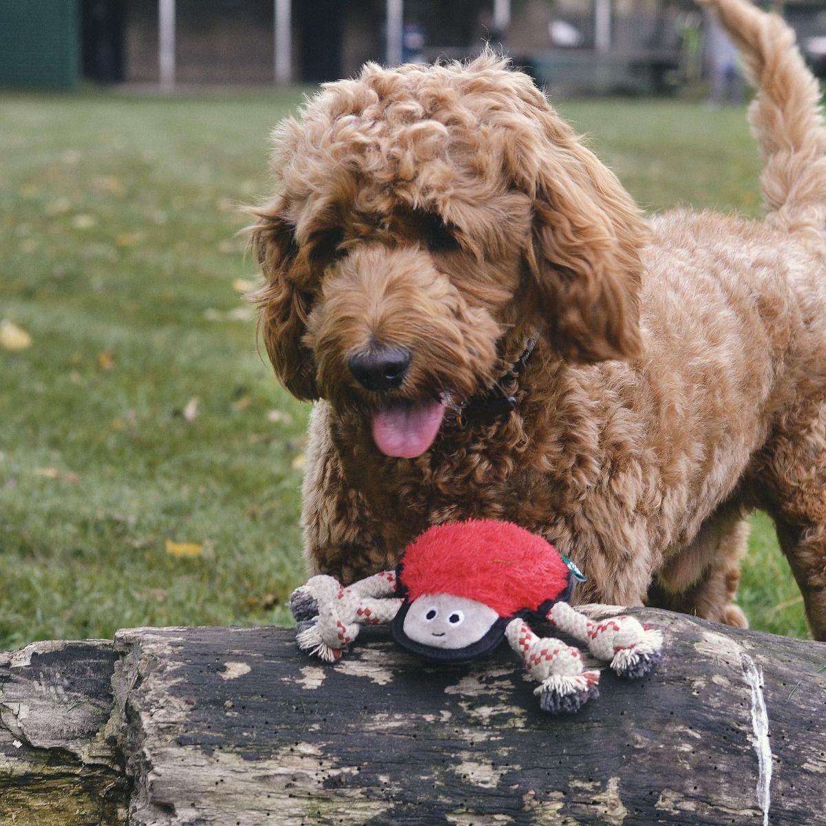 Beco Pets Rough & Tough Spider Recycled Dog Toy - RED MEDIUM - Shopivet.com