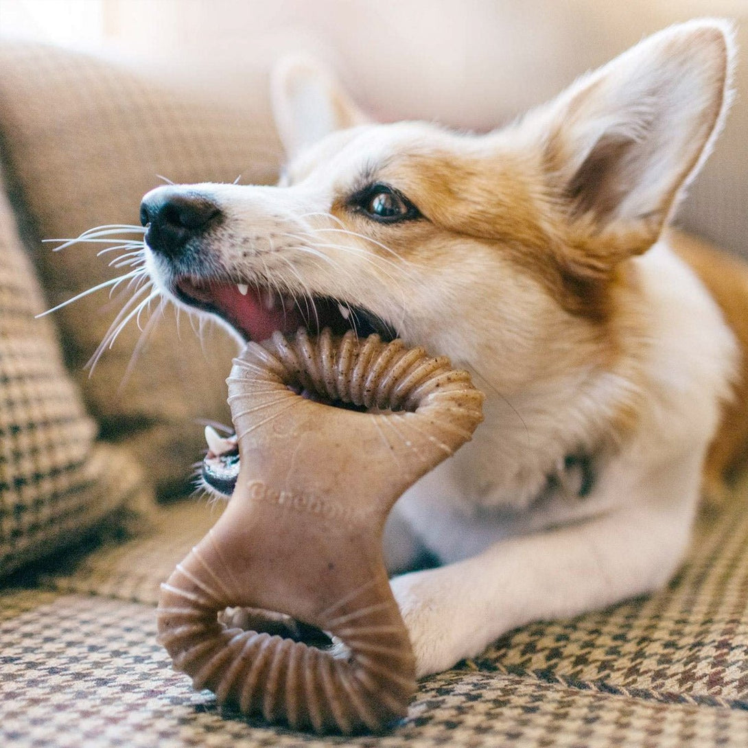 Benebone Dental Dog Chew Toy – Bacon - Medium - Shopivet.com