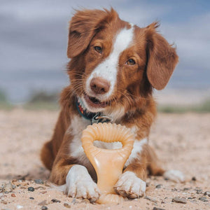 Benebone Dental Dog Chew Toy – Chicken - Medium - Shopivet.com