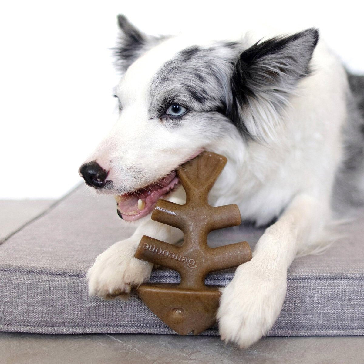 Benebone Fishbone Dog Toy - Small - Shopivet.com