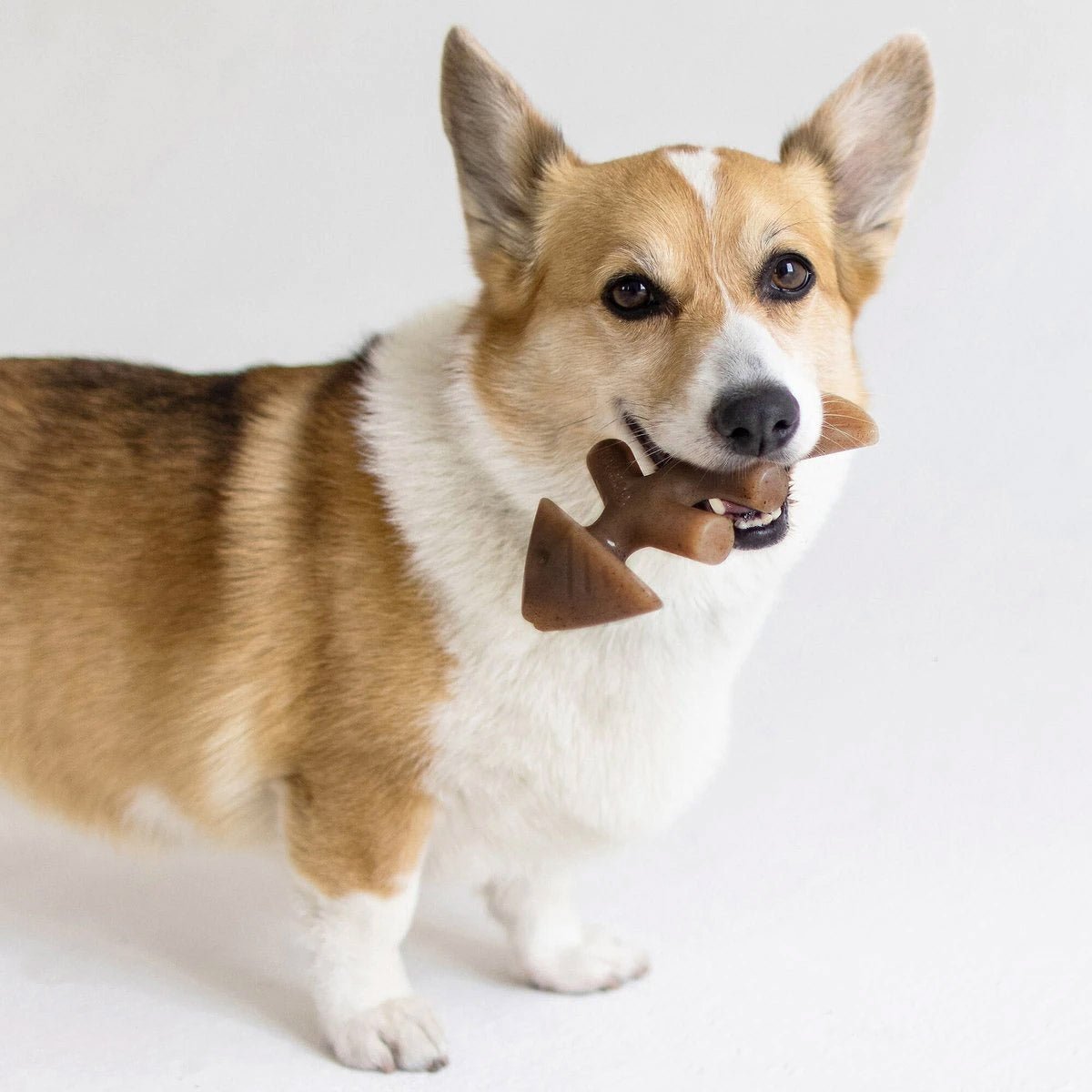 Benebone Fishbone Dog Toy - Small - Shopivet.com