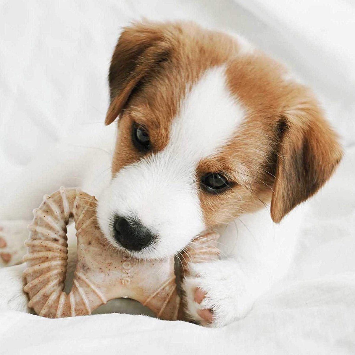 Benebone Puppy 2 - Pack Dental Chew/Wishbone (Tiny) – Bacon - Shopivet.com