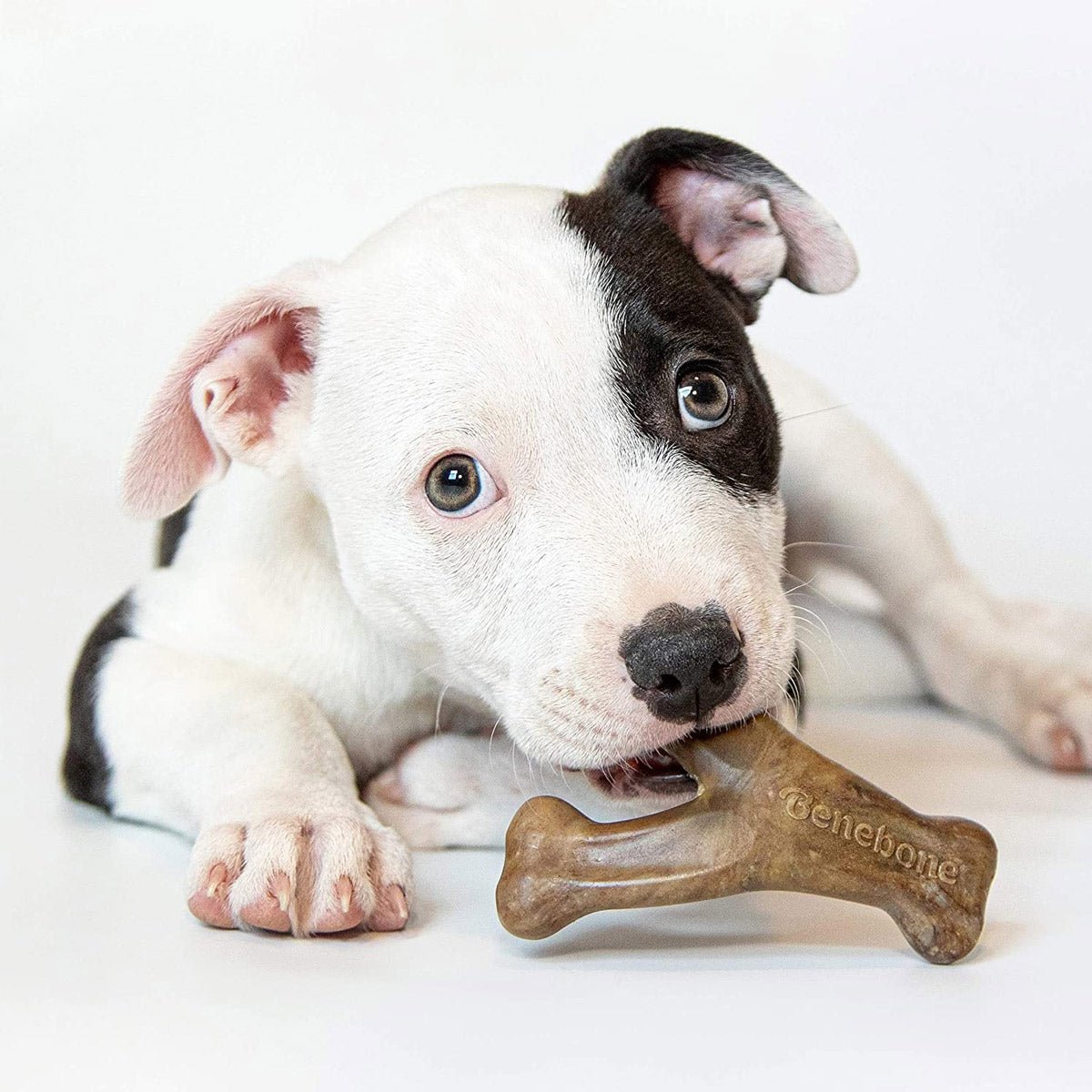Benebone Puppy 2 - Pack Dental Chew/Wishbone (Tiny) – Bacon - Shopivet.com