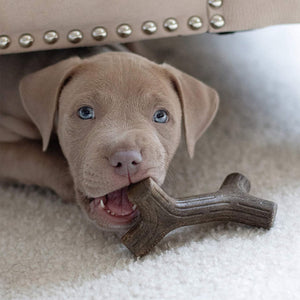 Benebone Puppy 2 - Pack Maplestick/Zaggler (Tiny) – Bacon - Shopivet.com