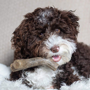Benebone Puppy Maplestick Chew Dog Toy (Small) - Shopivet.com