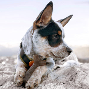 Benebone Puppy Maplestick Chew Dog Toy (Small) - Shopivet.com