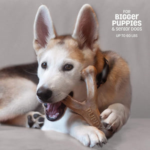 Benebone Puppy Wishbone Dog Chew Toy – Bacon - Medium - Shopivet.com