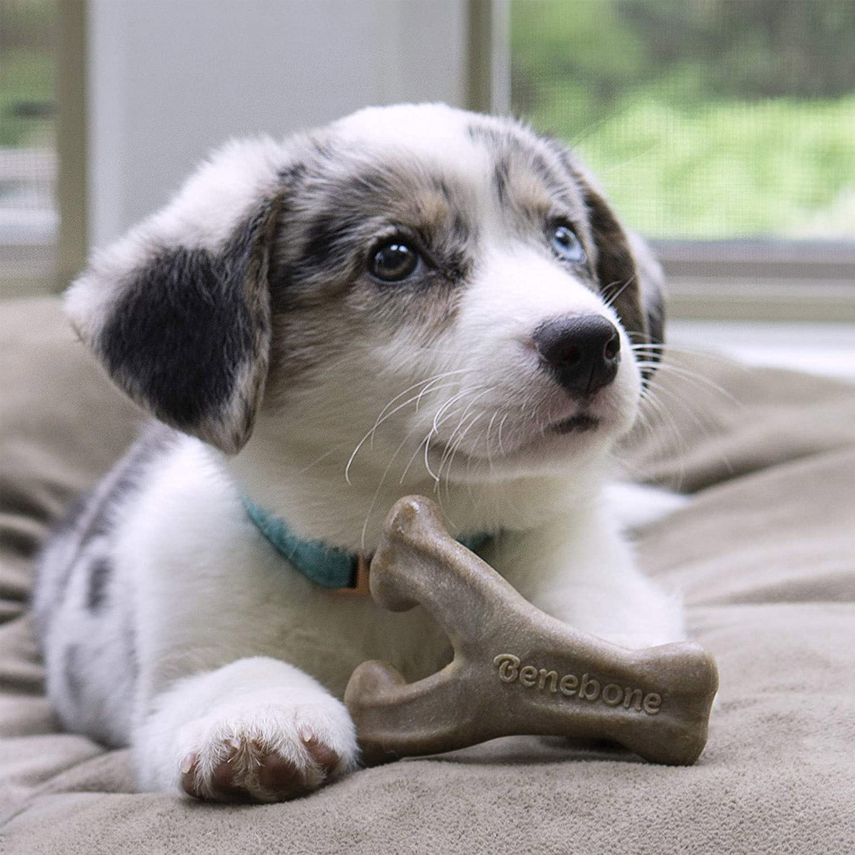 Benebone Puppy Wishbone Dog Chew Toy – Bacon - Small - Shopivet.com